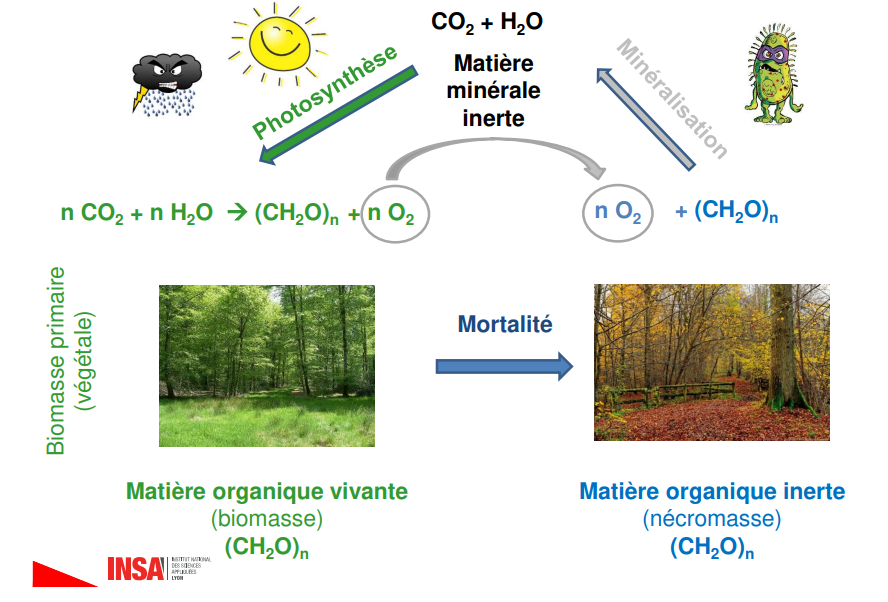 <p>matieres organique doit etre mineralisee pour pas etre s’accumuler: <br>1. en presence d’oxygene (aerobiose) ou en absence de oxygene </p>