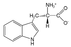 <p>Non polar, Aromatic side chain</p><p>Largest of the aromatics</p><p>Side chain: Double ring containing Nitrogen</p><p>Trp</p><p>W</p>