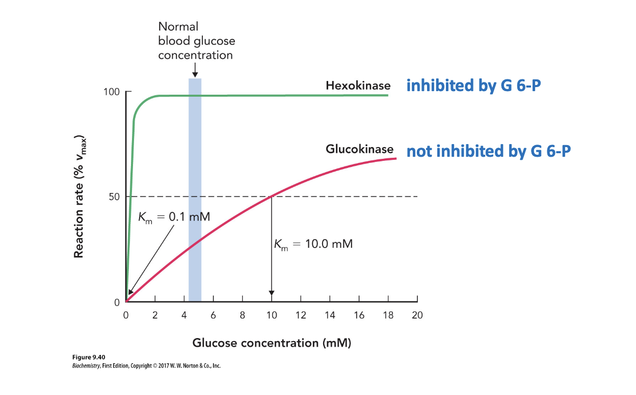 <p>Explain this significance of these enzyme curves</p>