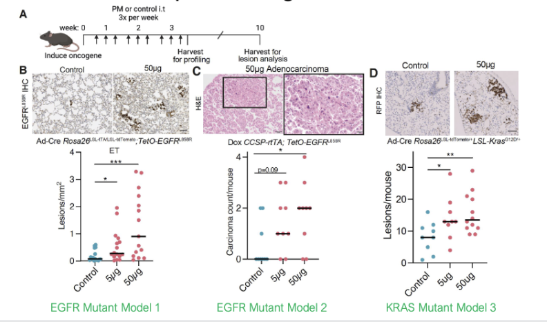 <ul><li><p>air pollution (PM) promotes cancer in mouse models w/ pre-existing mutations</p></li></ul><p></p>