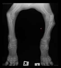 <p>This young puppy presents like this on radiographs. There is no pain in the gait or limping.</p><p>What are the two big disease processes you should be thinking about in an x-ray like this? What broad categories? Which one are you prioritizing and why?</p>
