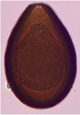 <p><span>horses and donkeys</span></p>