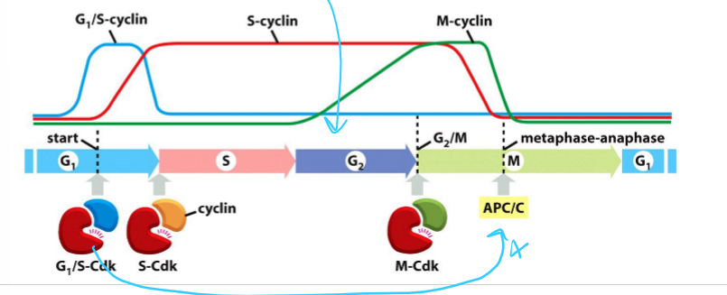 <ul><li><p>APC/C will ubiquitylate S-cyclin</p></li><li><p>CKI will inhibit Cdks</p></li><li><p>Both are phosphorylated by G1/S Cdk</p></li></ul><p></p>