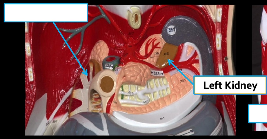 <p>Structure: Left kidney</p><p>System: Urinary</p><p>Function: Filters blood and produces urine.</p>