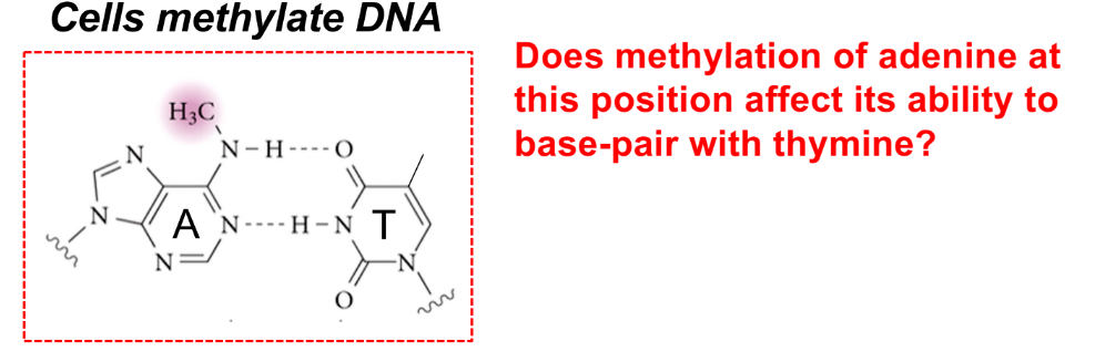 <p>which DNA strand do endonucleases cleave?</p><ul><li><p>how do they know?</p><ul><li><p>why is it like this?</p></li></ul></li></ul><p></p>