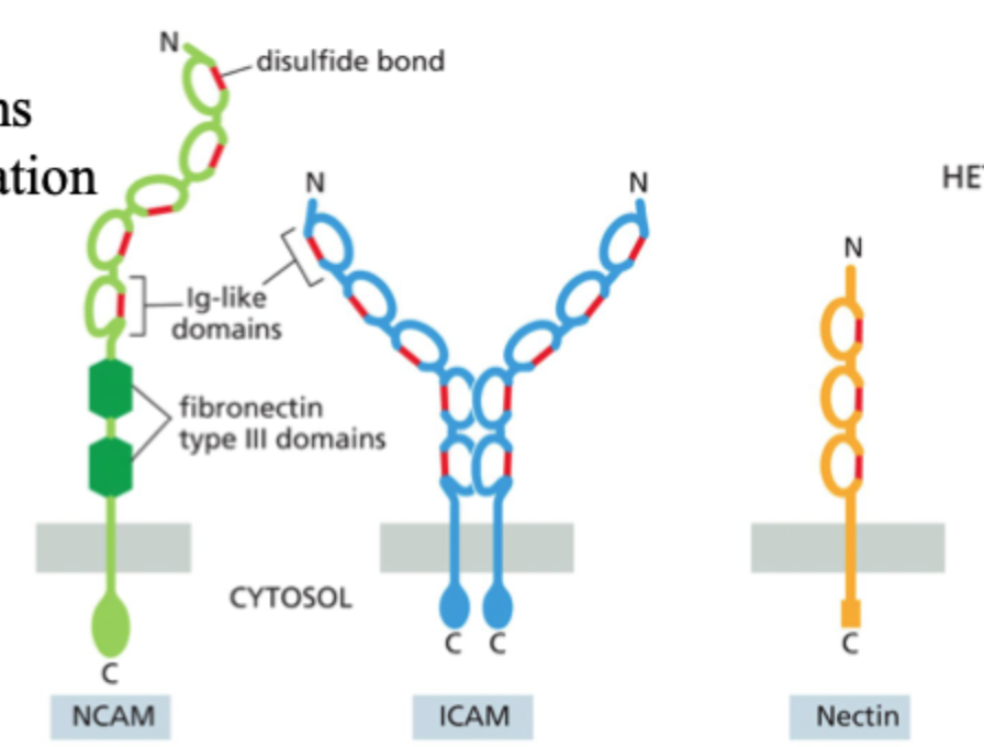 <p><strong>ICAM</strong>, <strong>VCAM</strong> og <strong>NCAM</strong>.</p>