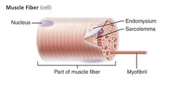 <p>cell surface membrane = *sarcolemma*</p><p>cytoplasm = *sarcoplasm*</p><p>endoplasmic reticulum = *sarcoplasmic reticulum*</p>