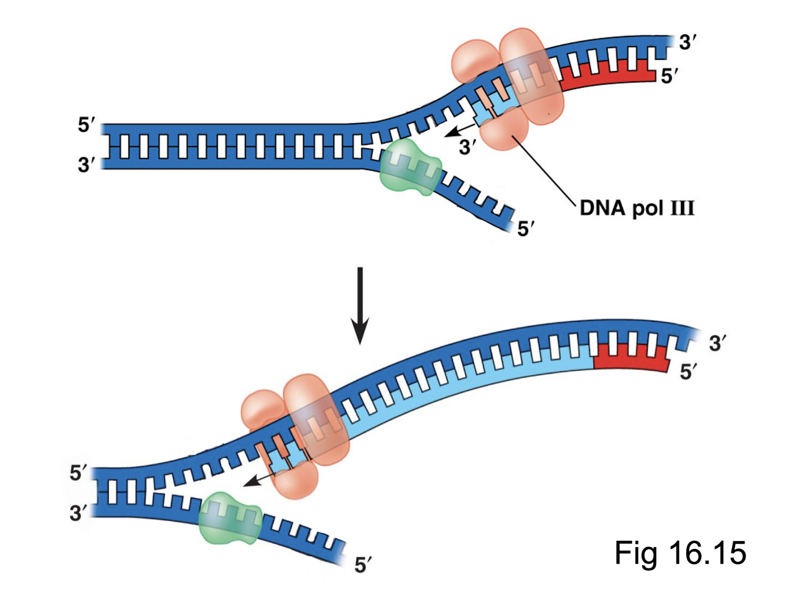 <p>Primase and DNA pol III. Primase creates an initial primer at the ori, which allows DNA polymerase III to create a strand off of it. As the template strand is 3’ at the ori, based on antiparallel the leading strand is created at 5’ and can elongate continuously without issue</p>