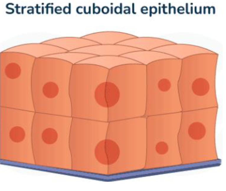 <p>Multiple layers of square (cube- shaped) cells</p><ul><li><p>Forms protective linings</p></li></ul><p></p>