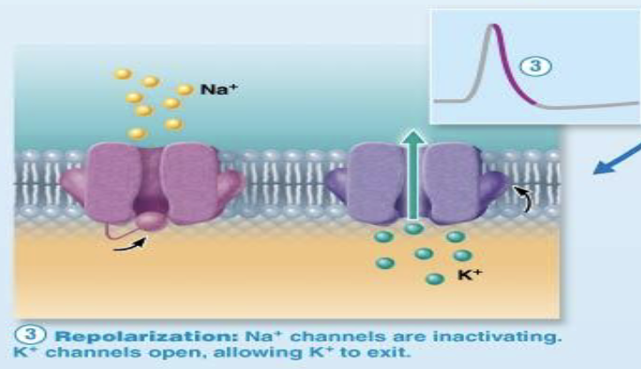 <ul><li><p>What happens during repolarization?</p><ul><li><p>During repolarization, which ion flows out of the axon?</p><ul><li><p>What happens to the inside of the axon during repolarization?</p></li></ul></li></ul></li></ul><p></p>