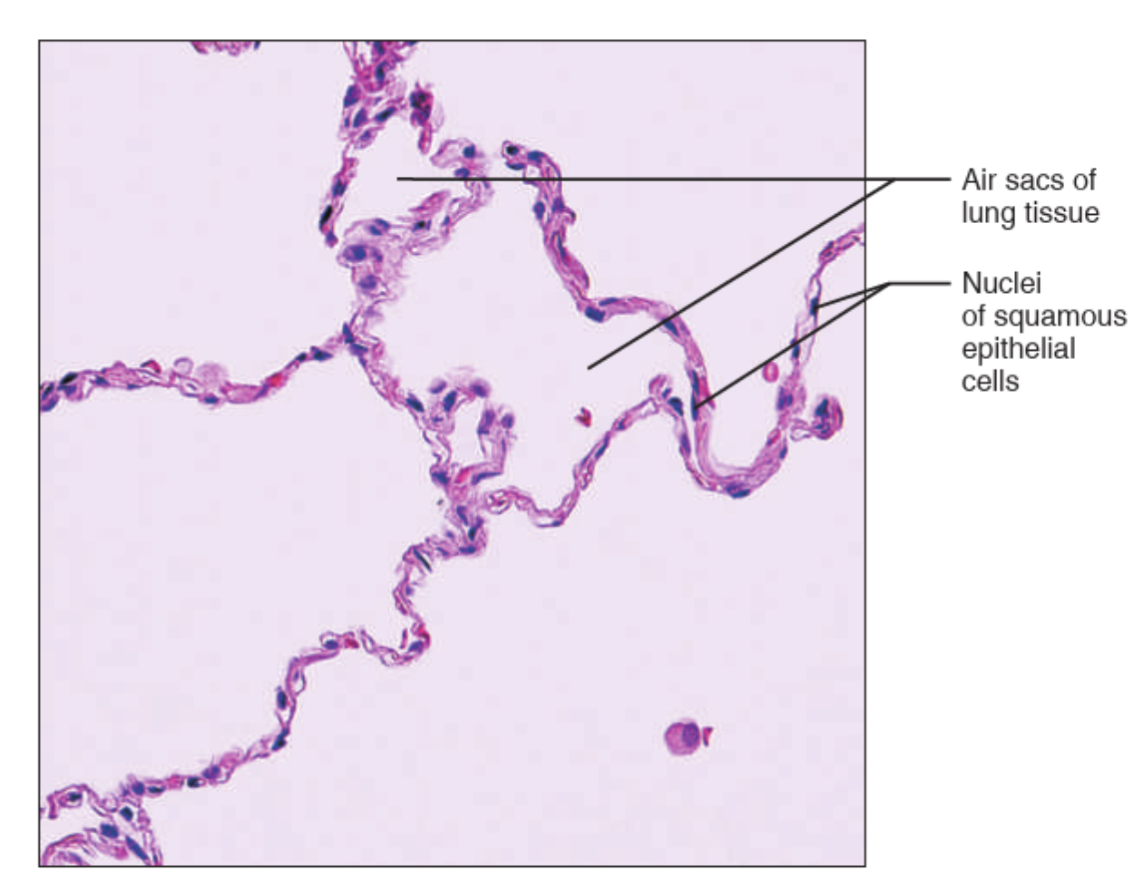 <p>What tissue is this?</p>