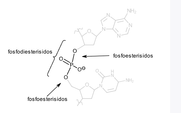 <ul><li><p>Nukleotidin <strong>fosfaatti</strong> liittyy sokeriin <strong>fosfoesterisidoksella</strong>.</p></li><li><p>Kun kaksi nukleotidia liittyy yhteen, fosfaatti yhdistää kahden sokerin välille <strong>fosfodiesterisidoksen</strong>.</p></li><li><p><strong>Fosfodiesterisidos muodostaa DNA:n ja RNA:n sokeri-fosfaattirungon.</strong></p></li></ul><p> Muistisääntö </p><ul><li><p><strong>Fosfoesterisidos</strong> = <strong>fosfaatti + yksi sokeri</strong></p></li><li><p><strong>Fosfodiesterisidos</strong> = <strong>fosfaatti + kaksi sokeria</strong> (yhdistää kaksi nukleotidia</p></li></ul><p></p>