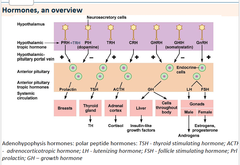 <p><strong>HYPOTHALAMUS</strong> HORMONEN</p>