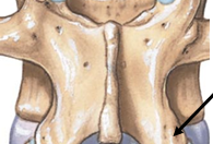 <p>Inferior Facet</p>