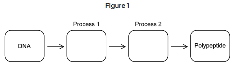 <p>Figure 1 below represents a model for the production of a polypeptide.</p><p>Name and outline what occurs in:</p><p>i) Process 1</p><p>ii) Process 2</p>