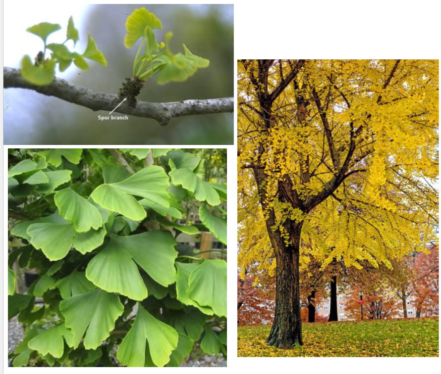 <p>•</p><p>Ginkgoaceae</p><p>•</p><p>Ancient species (> 150 million years)</p><p>•</p><p>Dioecious</p><p>•</p><p>Females produce fleshy seeds with butyric acid</p><p>•</p><p>Key Characters:</p><p>•</p><p>Fan-shaped leaves</p><p>•</p><p>Dichotomous venation</p><p>•</p><p>Spur shoots</p>