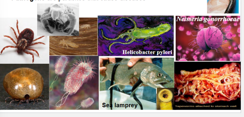 <p>consume parts (tissues/fluids) of a living prey organism (host)</p><p>may be external (ectoparasite) or internal (endoparasite)</p><p>may be large (macroparasite) or small (microparasite)</p><p>can be pathogens</p><p>represent ~50% of the species on earth because:</p><p>A) most parasites are specialized for one or a few host spp.</p><p>B) most host spp. are attacked by >1 parasite spp.</p><p>C) even parasites have parasites (e.g. <em>Lentille </em>virus on amoeba, <em>lentille </em>virus has Sputnik 2 virus, Sputnik 2 has chunks of transpovirons in it)</p>