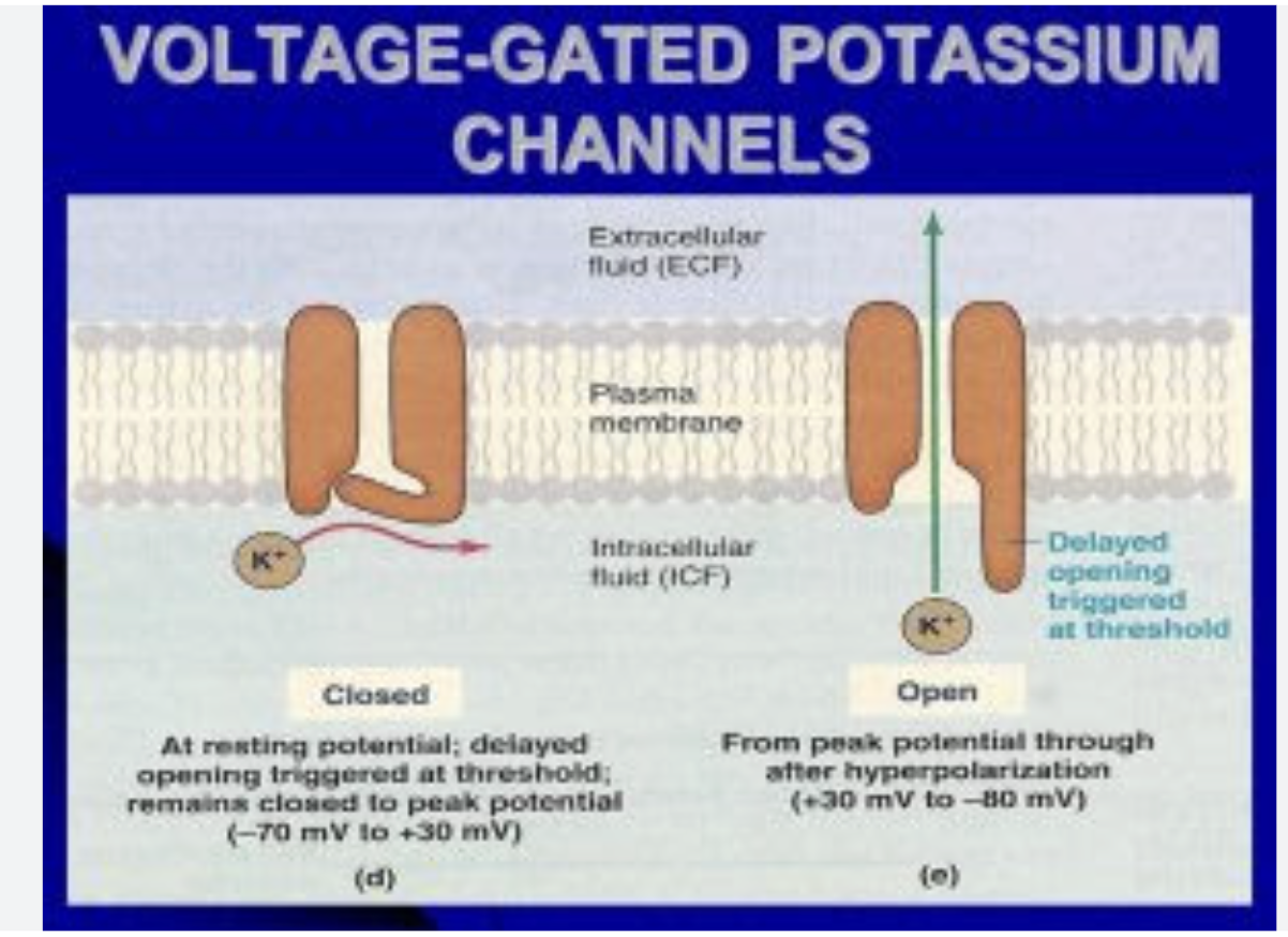 <p>This is an example of <strong>facilitated diffusion, passive transport</strong> via a channel in muscle &amp; neuron cells which opens &amp; closes in response to voltage changes. <br><br>Outside of the cell there is a large amount of Na+ and inside a small amount of Na+. Inside the cell there is a large amount of K+ and a small amount of K+ outside of the cell. Thus, the ions want to move to their lower concentration (K+ out, Na+ in).</p><p>The resting state of the cell membrane is -70mV.</p><p>A stimulus arrives and the membrane becomes slightly less negative at -55mV.</p><p>This change in volts leads to the Na+ channel opening, so a lot of Na+ rushes in to fix the concentration &amp; reach equilibrium.</p><p>This depolarizes the membrane til about +30mV.</p><p>This change in voltage causes the K+ channel to open, and a lot of K+ ions rush out of the membrane. This repolarizes the membrane until about -80mV.</p>