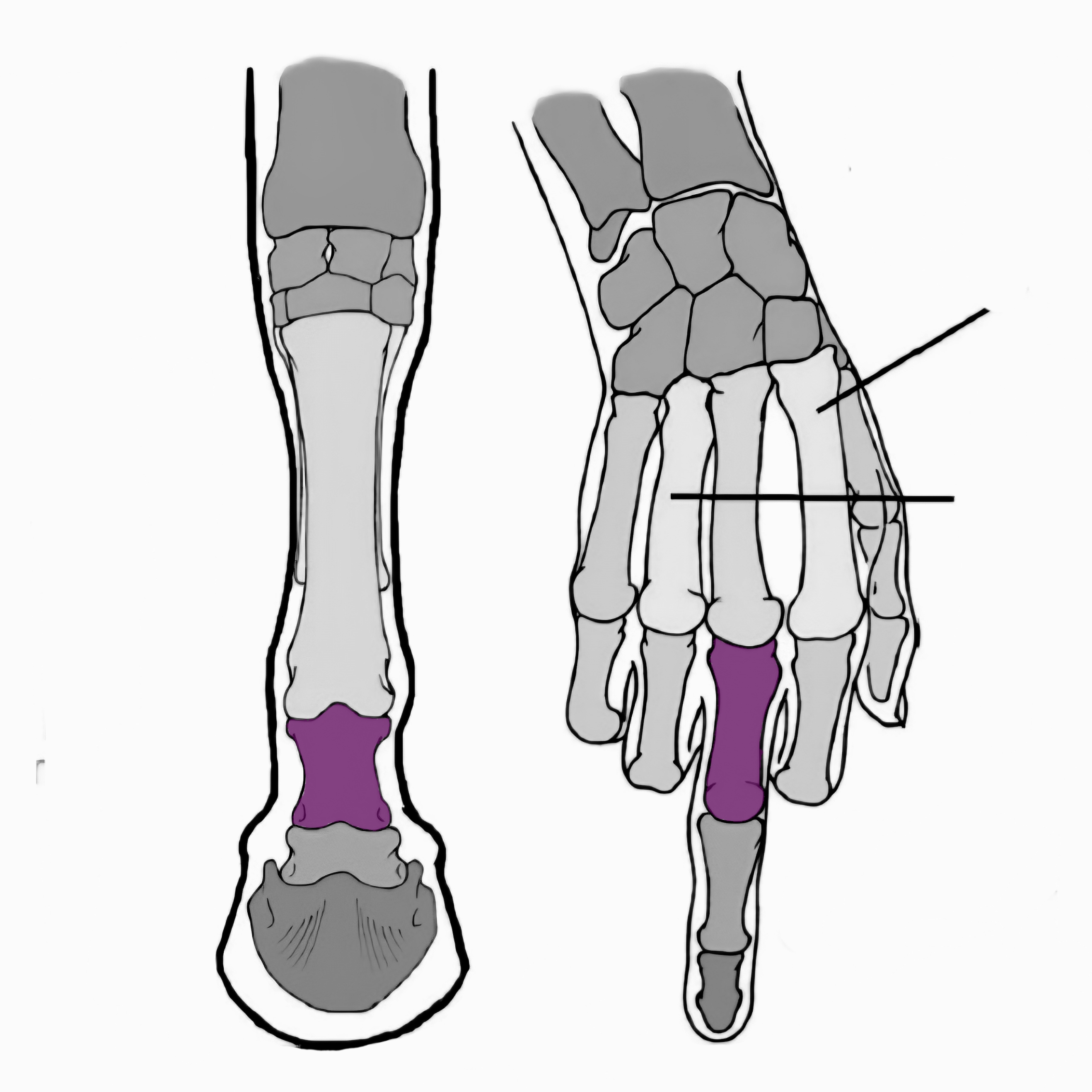 <p>what is this bone called?</p>
