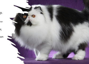 <p>medium-large, solid, broad chest, muscular, playful, easy-going, mellow, love affection from their humans, need lots of grooming </p><p>12-17 years </p>