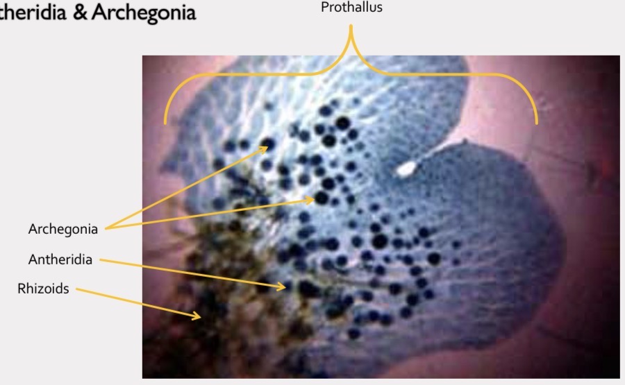 <p>The small, heart-shaped, free-living gametophyte stage of a fern bearing both archegonia and antheridia.</p>