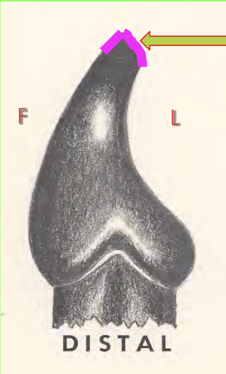 <p>What is the name of the indicated structure?</p>
