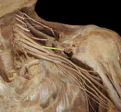 <p></p>