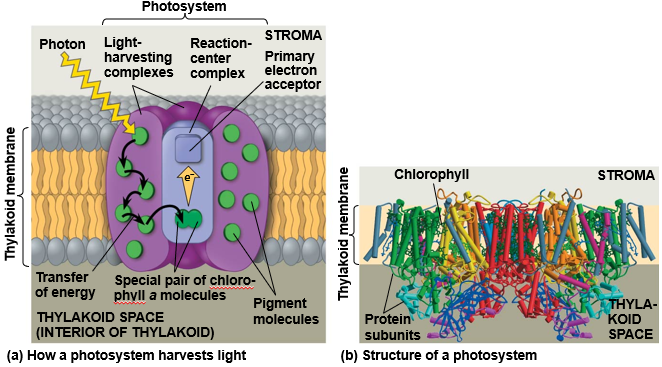 <ul><li><p><span style="background-color: transparent;">A <strong>photosystem </strong>consists of a <strong>reaction-center complex </strong>(a type of protein complex) surrounded by light-harvesting complexes</span></p></li><li><p><span style="background-color: transparent;">The<strong> light-harvesting complexes </strong>(pigment molecules bound to proteins) transfer the energy of photons to the reaction center</span></p></li><li><p><span style="background-color: transparent;">A <strong>primary electron acceptor</strong> in the reaction center accepts excited electrons and is reduced as a result</span></p></li><li><p><span style="background-color: transparent;">Solar-powered transfer of an electron from a chlorophyll a molecule to the primary electron acceptor is the first step of the light reactions</span></p></li></ul><p></p>