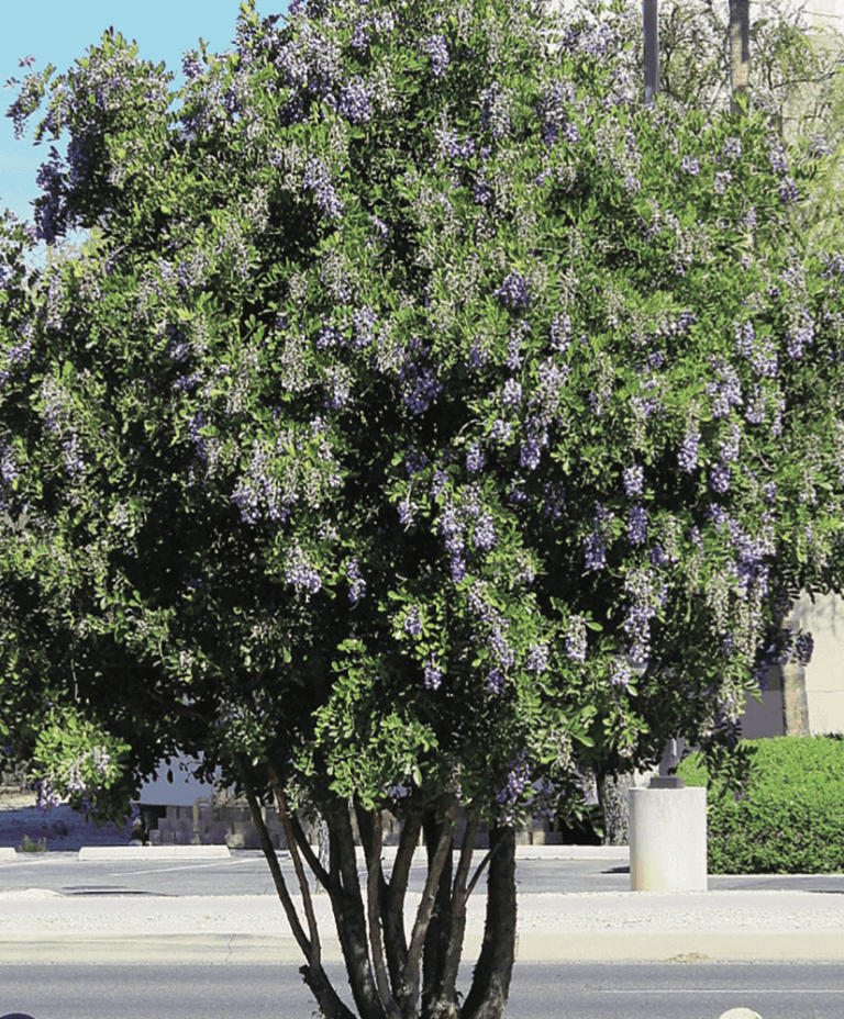 <p><em>Dermatophyllum secundiflorum</em></p>