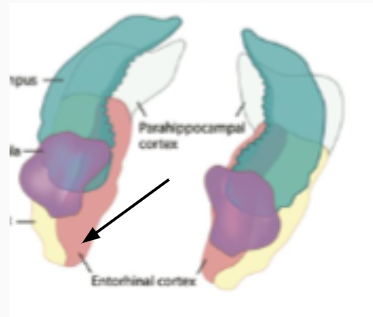 <p>parahippocampal gyrus</p>