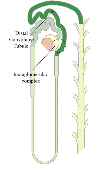 <p>Thiazide Diuretics</p>