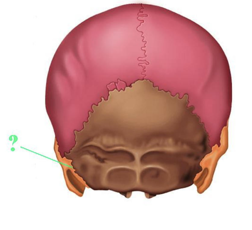 <p><span>Identify the indicated bone marking (suture).</span></p>
