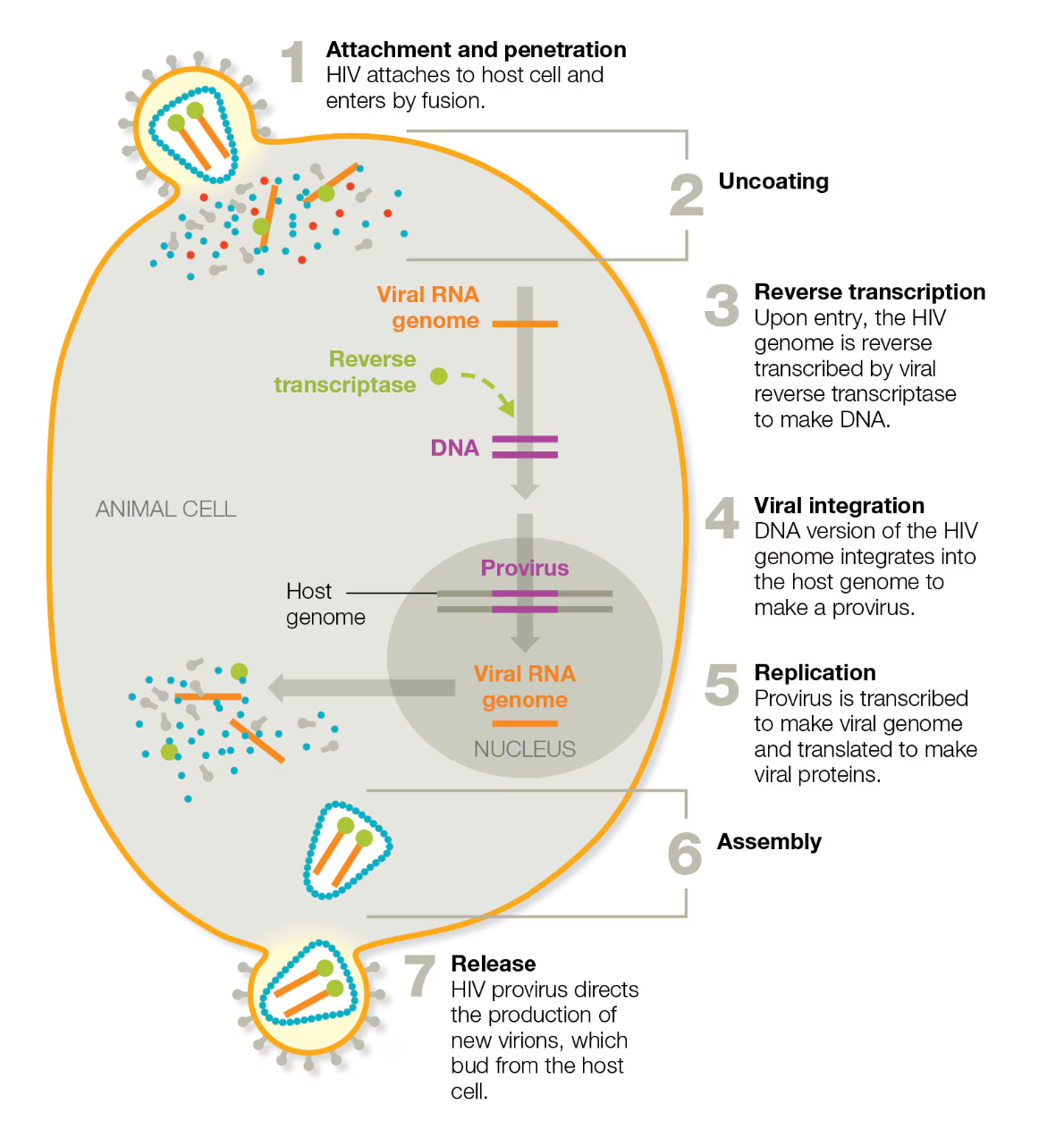 <ol><li><p>Attachment → <strong>HIV attaches to a host cell </strong>and enters by fusion</p></li><li><p><strong>Uncoating</strong></p></li><li><p>Reverse transcription → <strong>HIV genome is reverse transcribed</strong> by viral reverse transcriptase to make DNA</p></li><li><p>Viral integration →<strong> DNA version of the virus integrates into the host cell’s genome </strong>to make a provirus</p></li><li><p>Replication → <strong>Provirus is transcribed to make viral genome</strong> and translated to make<strong> viral proteins</strong></p></li><li><p><strong>Assembly</strong></p></li><li><p>Release →<strong> HIV provirus directs production of new virions,</strong> which bud from the host cell</p></li></ol><p></p>