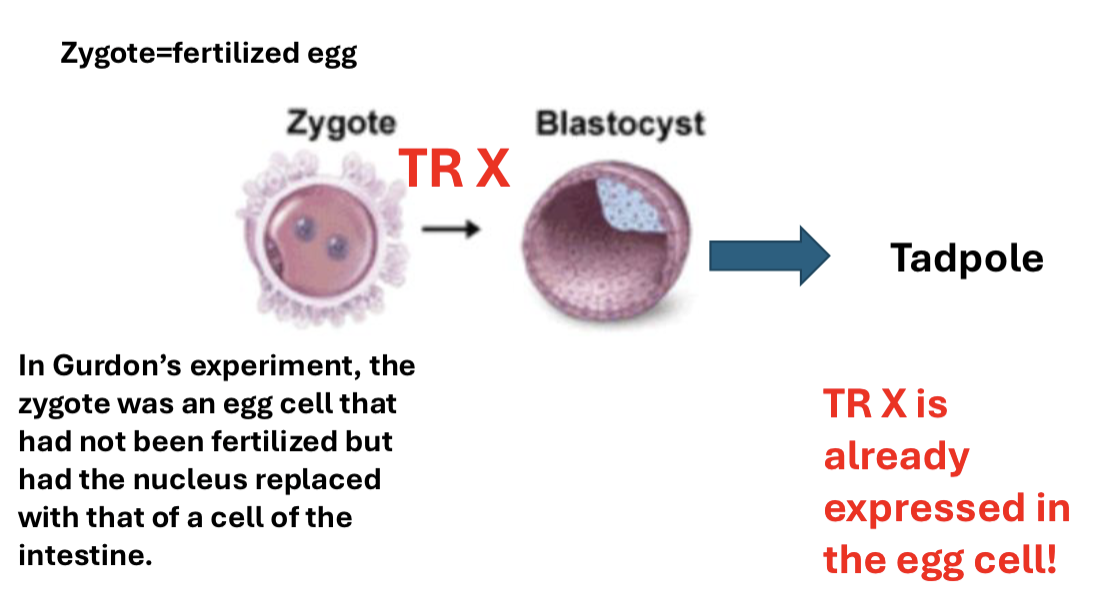 <p>fertilized egg which differentiates to a blastocyst using transcription factors</p>