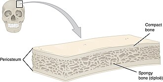 <p>the spongy bone in the skull</p>