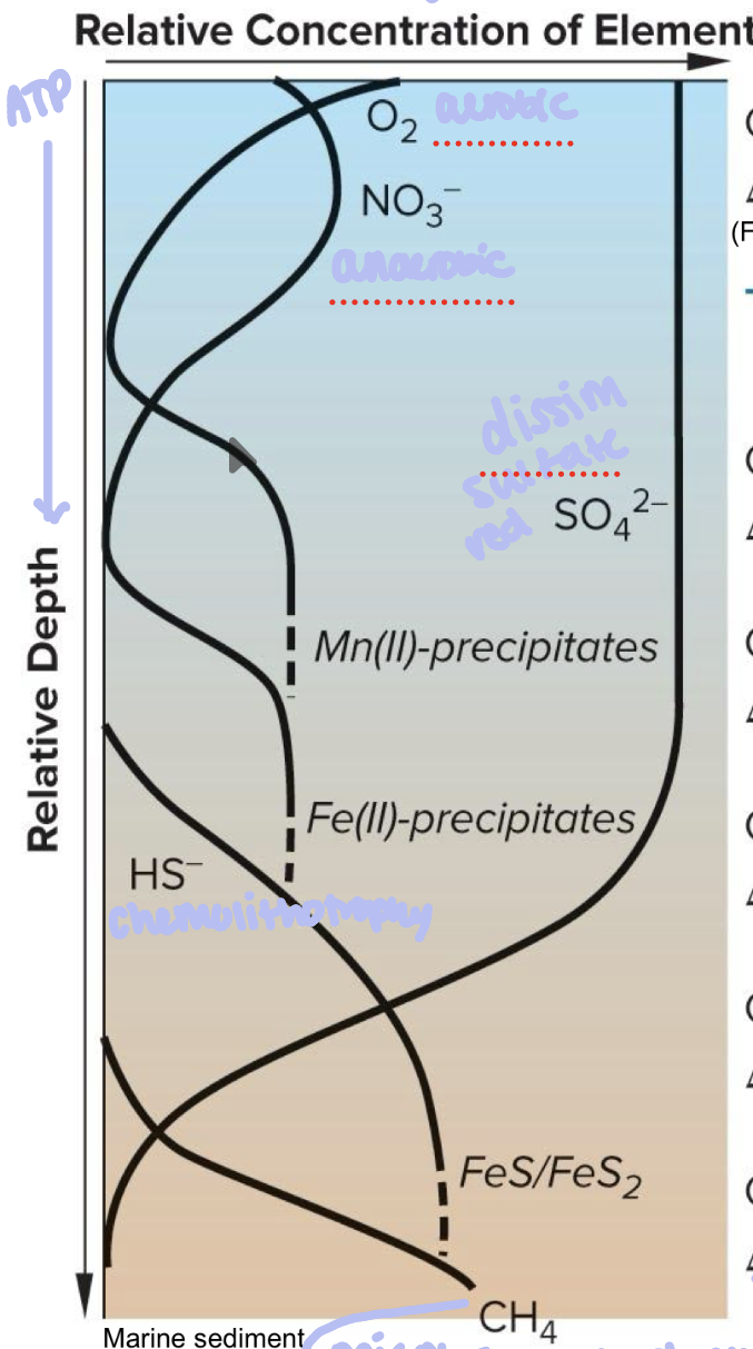 <p>Anaerobic respiration then when cyanobacteria first evolved they produced O2 for earth</p>