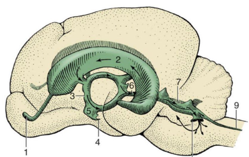 <p>Which number corresponds to the fourth ventricle in the brain?</p>