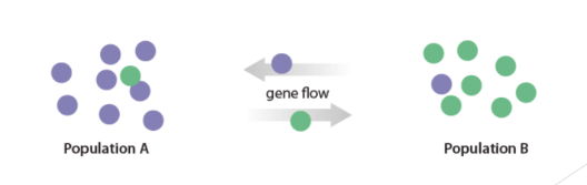 <p>Gene flow: Describes the net movement of alleles from one population to another as a result of migration of individuals</p><p>Ex. Grey wolves may travel over 800km in search of a mate. They may cross into a new population bringing new alleles into that gene pool. This can lead to greater genetic diversity which may help the population survive future challenges.</p>