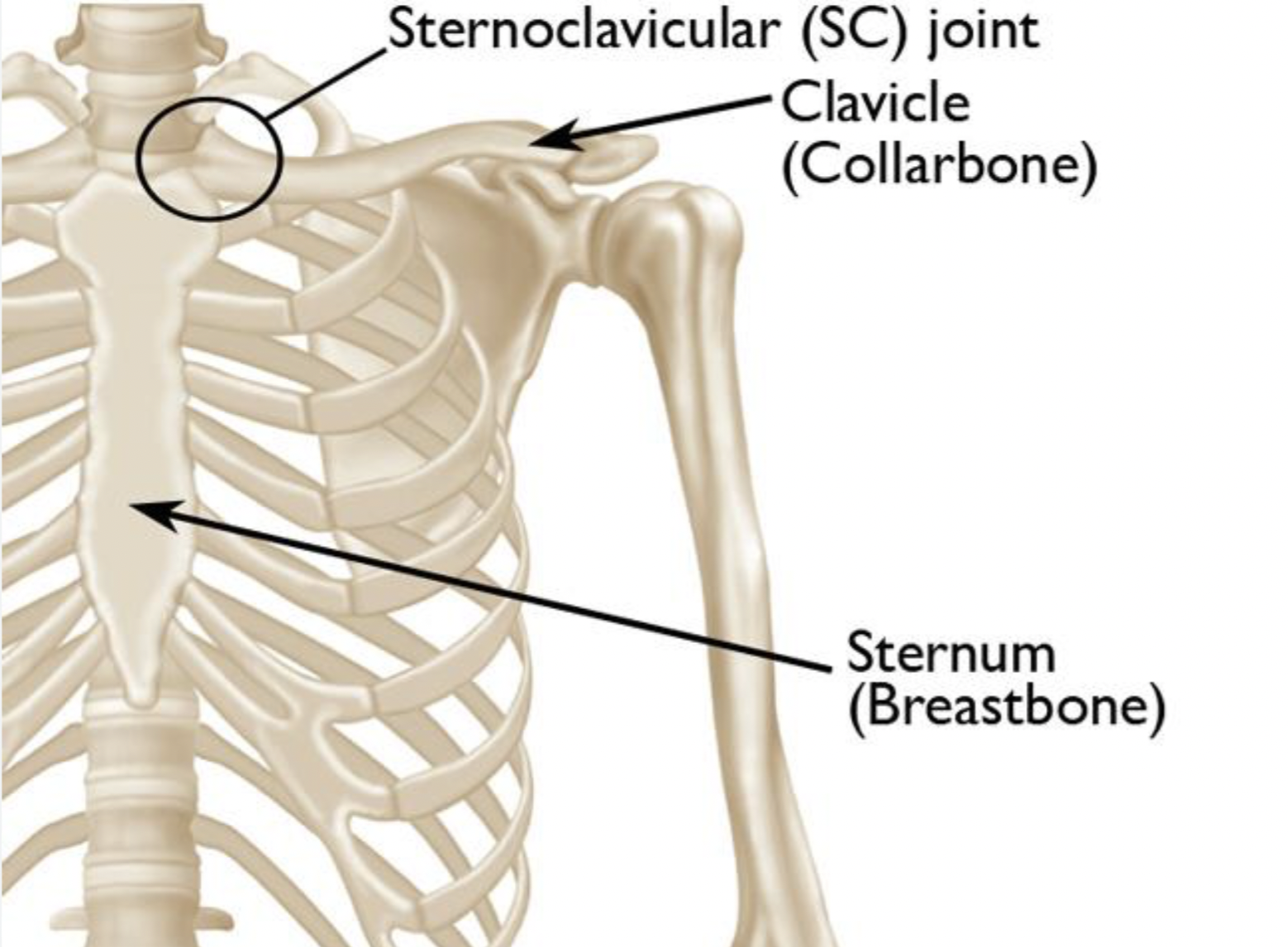 <p><span>Only at the <strong>sternoclavicular (SC) joint</strong>.</span></p>