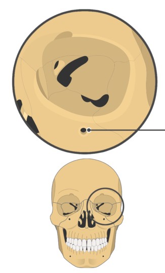 <p>A hole, usually oval</p>