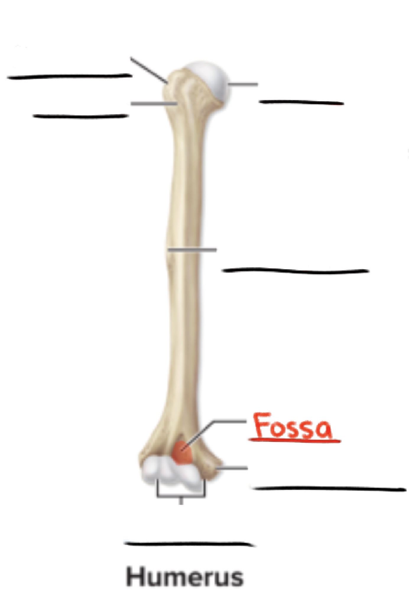 <p><strong>Fossa</strong> (pl., <em>fossae</em>)</p><p>Flattened or shallow depression</p><p>(Depression)</p>
