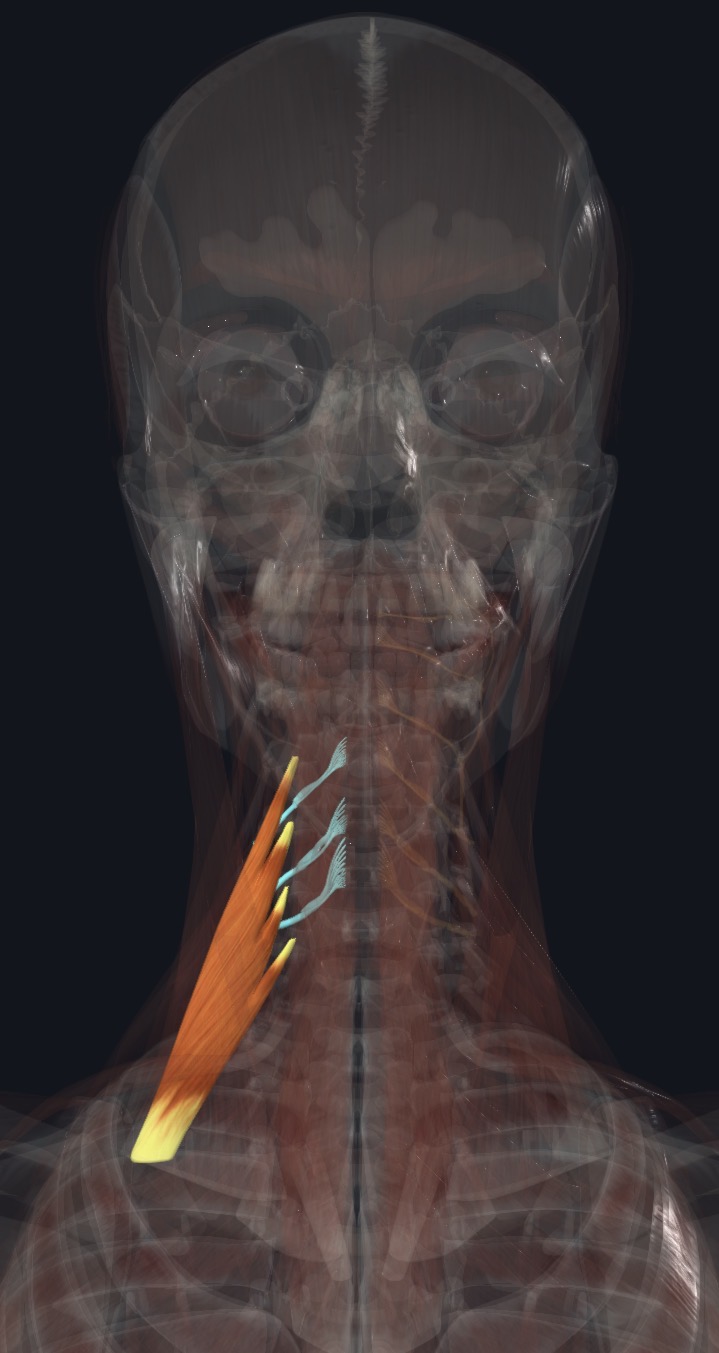 <p>Cervical spinal N C4-C6</p>