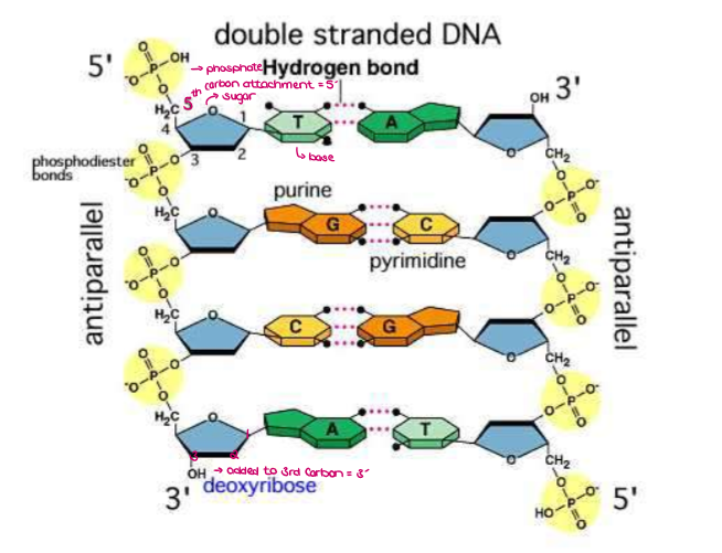 <ul><li><p>Deoxyribonucleic acid is a coiled <strong><u>double helix</u></strong> carrying hereditary information of the cell (contains the instructions for making polypeptides from 20 different amino acids)</p></li></ul><p></p>