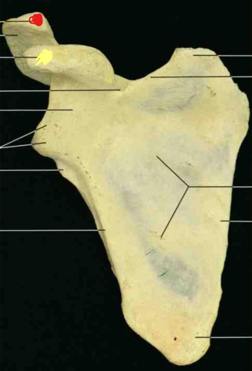 <p>Name this structure</p>