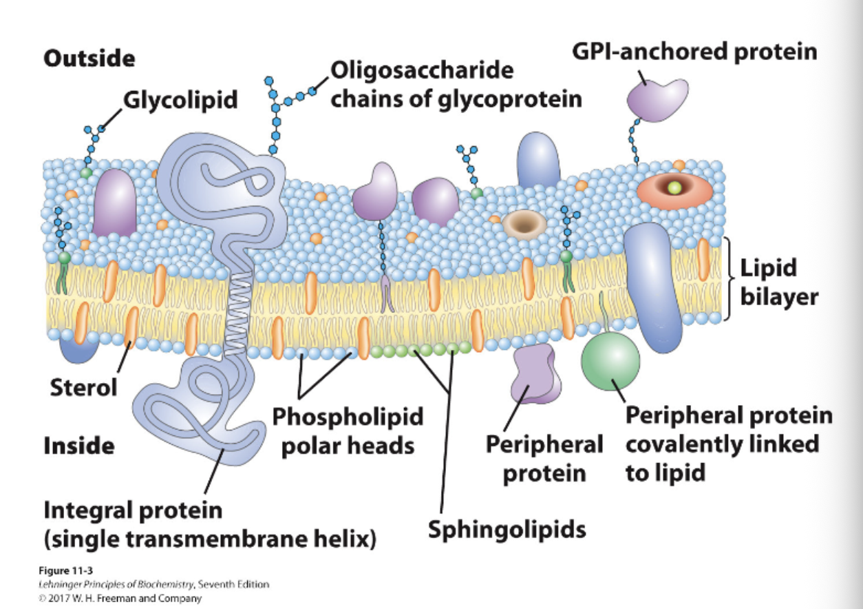 <p>What are sterols</p>