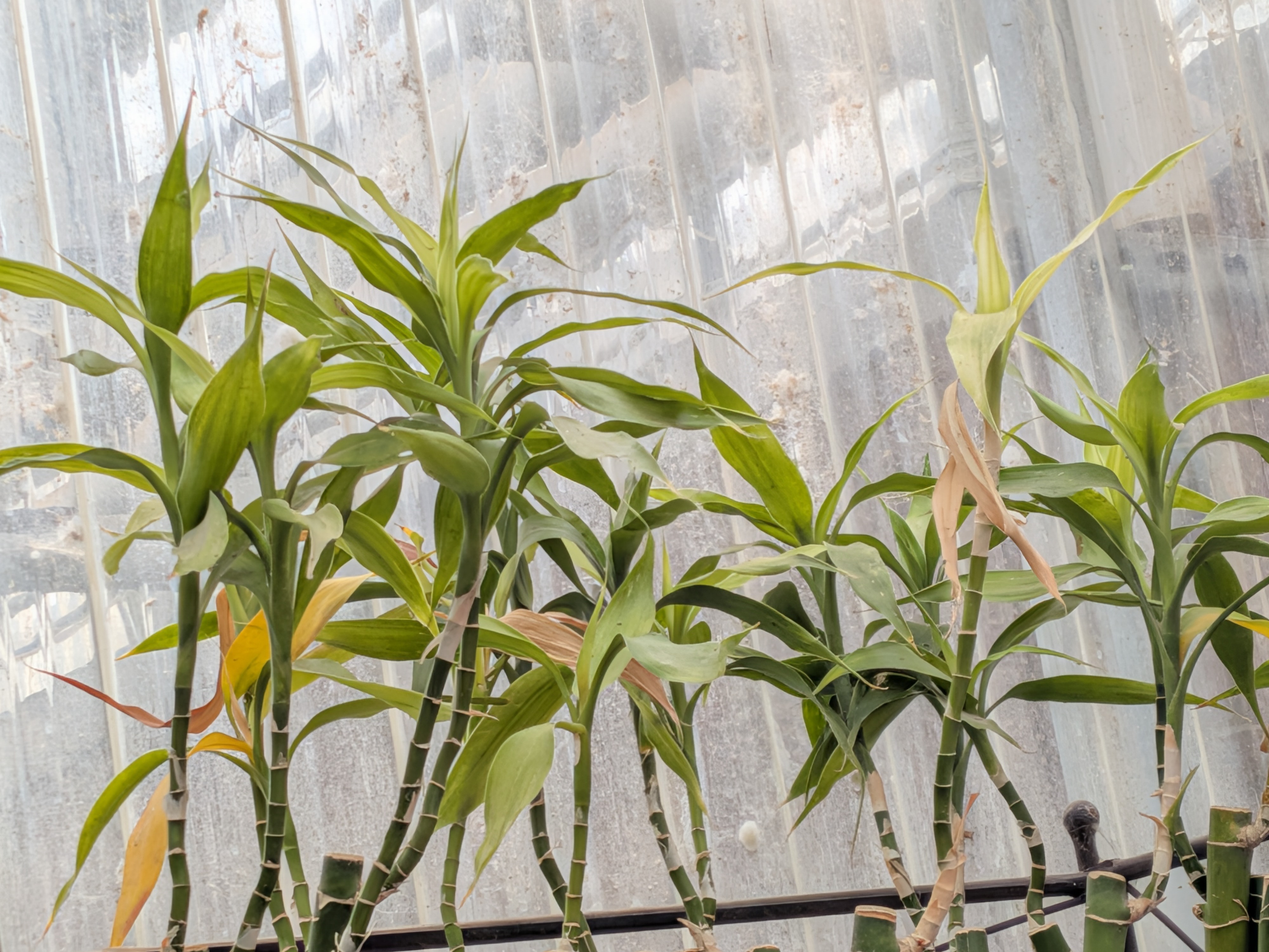 <p>Ribbon Dracaena</p>