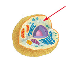 <p>The fluid material inside of a cell that supports the cell and its organelles</p>