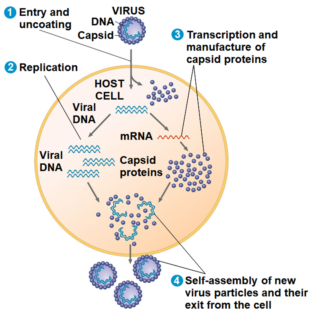 <p>Host Range</p><ul><li><p>spillover or CST = rare</p></li></ul><p></p>