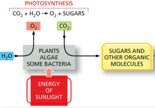 <p>sun E → H2O + CO2 → O2 + sugar</p>