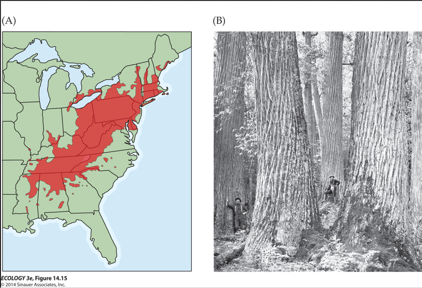 <p>Parasites can limit distribution. Fungus completely eradicated the American chestnut trees</p>